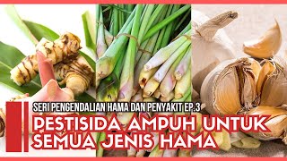 Pestisida Organik Ampuh Untuk Mengatasi Semua Jenis Hama  Pengendalian Hama dan Penyakit Ep 3 [upl. by Llertnom]