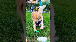 Funny Dog SLAPS Button 😂 goldenretriever [upl. by Jean821]