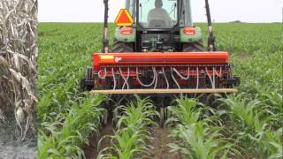 Interseeding cover crops into corn in Wisconsin Can it work [upl. by Stubbs]