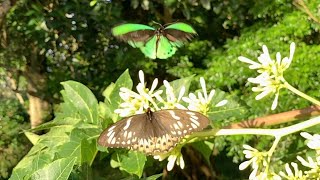 Richmond Birdwing Butterflies  Male and Female Courting Flight [upl. by Avalsorim925]