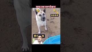 Dog Singing😂🤪 dog shyamkimasti comedy funny doglover shorts [upl. by Trik]