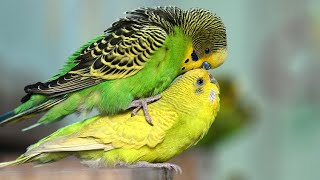 Budgies parrot mating part 2 Little LOVE Birds Chirping Sound PARROT Family video  Barbie Budgies [upl. by Suiraj]