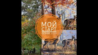 Мережка Merejka К168 Under the Oaks Под дубами Merejka Старт осени [upl. by Letsirc810]