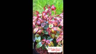 Leucothoe Makijaz [upl. by Zampino]