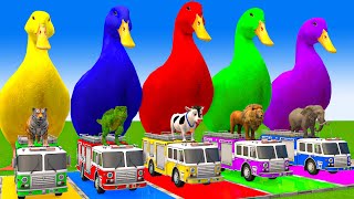 5 Giant Duck CartoonCowElephantTigerLionGorilla Paint Wild Animals Crossing Fountain Animation [upl. by Nivrehs]