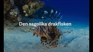 Invasiva arter i havet  Drakfisk [upl. by Amsirak]