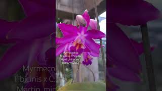 Myrmecophila Tibicinis x C Sophia Martin orchid anggrek flowers shorts [upl. by Emylee]