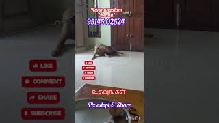 சென்னை21 கோம்பை doglover cutepet kombai free adoption chennai please help share pets pls [upl. by Nahshon]