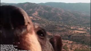 Bear Photo Bomb The Tehachapi Loop Train Cam [upl. by Nereus]