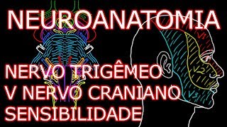 Aula Neuroanatomia  Nervo Trigêmeo V Nervo Craniano  Componente Sensitivo  Neuroanatomia 64 [upl. by Aihsa]