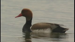 Nette rousse redcrested Pochard  Kolbenente  Netta rufina [upl. by Kazimir]