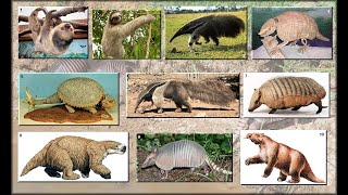 Evolution of Xenarthra [upl. by Yellat892]