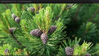 Class 9  Biology  Diversity in Living Organisms  SPERMATOPHYTA  GYMNOSPERMS [upl. by Aney]