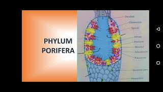 Phylum Porifera Sponges [upl. by Ainaj583]