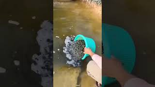 Fish farming in rice fields 😯 youtubeshorts shorts ytshorts fishfarming [upl. by Rennob756]