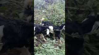 Bakri palan gaddi Bheda Teriyan Ho Himachal Pradesh nature love [upl. by Skyler]