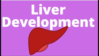 Development of Liver  Embryology  Hepatic Bud  Endoderm of foregut  Hepatoblasts [upl. by Mair]