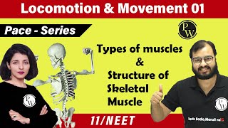 Locomotion and Movement 01  Types of Muscles  Structure of Skeletal Muscle  Class 11  NEET [upl. by Mccullough]