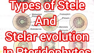 Pteridophyta Lec 3Types of Stele and Their evolution in Vascular plants notes available [upl. by Marl]