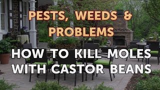 How to Kill Moles With Castor Beans [upl. by Sitoiyanap]