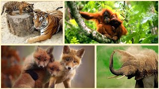 Global Wildlife Populations Plummet by 73 in 50 Years  Wildlife in Danger [upl. by Horgan443]