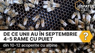 De ce unii au în septembrie 45 rame cu puiet din 1012 acoperite cu albine [upl. by Niawd]