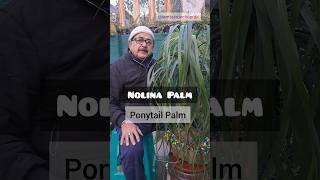 PonyTail Palm or Nolina Palm  A LowMaintenance AirPurifying Beauty indoorplants [upl. by Llecrep]