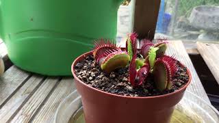 Teddy explains how a Venus Fly Trap works 🪰🪴 [upl. by Blen]