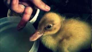 Louise the Cute Baby Duck I [upl. by Asemaj1]