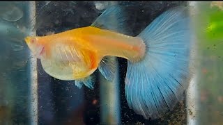 GUPPY GIVING BIRTH BIG MAMA ALBINO BLUE TOPAZ GUPPY [upl. by Bilow135]