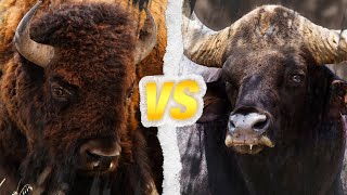 BISON AMÉRICAIN vs GAUR  Qui est le roi des bovidés [upl. by Oirom]