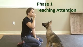 How to Train a Dog to Pay Attention K91com [upl. by Aletse]