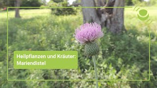 Mariendistel – Alles was du über ihre Wirkung wissen solltest [upl. by Etram]