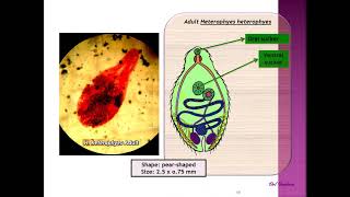 Fasciola and Heterophyes practical section Year1  Sem2 [upl. by Adiaz]