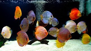 Thousands of Discus at this Professional Hatchery [upl. by Yrrok]