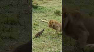 The mongoose attacks the lions with courage mongoose lions [upl. by Odnomar]