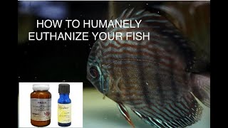 How To Humanely Euthanize Your Fish Using Clove Oil and 4 Other Methods [upl. by Etirugram]