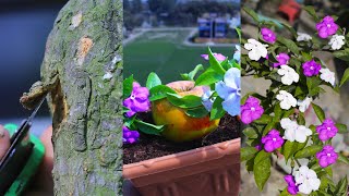 How To Grow Yesterday Today amp Tomorrow Plant In Summer  How to grow Brunfelsia Latifolia plant [upl. by Omer]