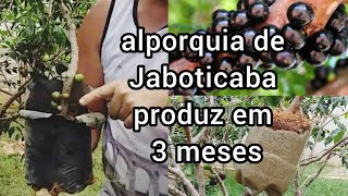 Alporquia de Jaboticaba produz em 3 meses [upl. by Freberg]