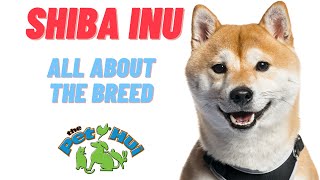 All About Dog Breed Shiba Inu [upl. by Aynot]