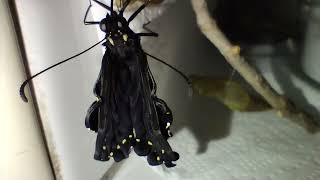 Nacimiento de la mariposa cometa negra Papilio polyxenes butterfly [upl. by Robinia322]