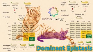 Dominant Epistasis in tamil [upl. by Ad]