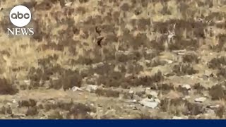 ‘Bigfoot’ sighting in Colorado  WNN [upl. by Ulrike438]