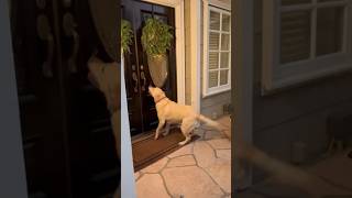 Persistent Traveling Sales Dog Rings Doorbell Until Customer Opens Door pets dogs sales [upl. by Clarabelle]