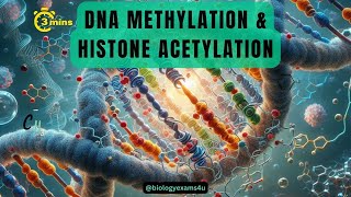 Epigenetic Regulation of Gene Expression Difference between DNA Methylation amp Histone Acetylation [upl. by Anileba34]