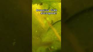 micropond mosquitofish [upl. by Elconin]