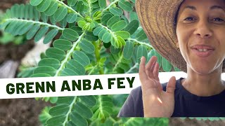 🌱Plantes médicinales Jour 22  Grenn anba fey [upl. by Enomor427]