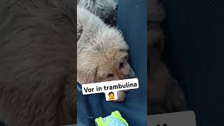 câinii și trambulina viral dog mastiff tibetan love [upl. by Ettenil]