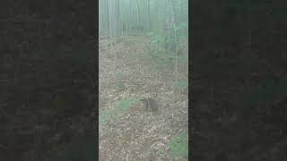 Fisher cat checking out a mock scrape hunting [upl. by Eimak]