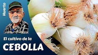 Cómo sembrar CEBOLLA 🧅🧅 desde SEMILLA  Ep82020 [upl. by Margalit]